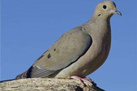 News & Tips: Hunting Turtle Dove During Summer