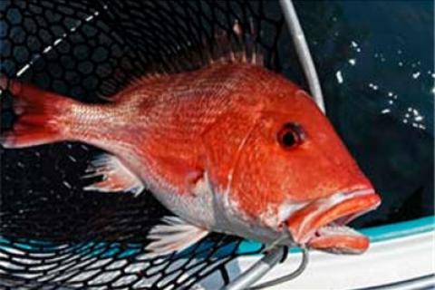 News & Tips: Get Into Summer's Short Snapper Fishing Season...