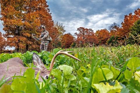 Dead deer in field