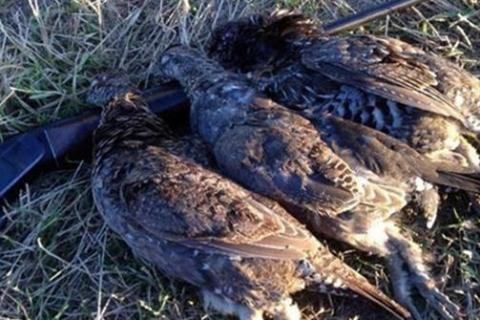 Three harvested grouse laying on a shotgun in a grassy area