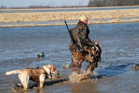 News & Tips: Duck Hunting the Mississippi River Delta...