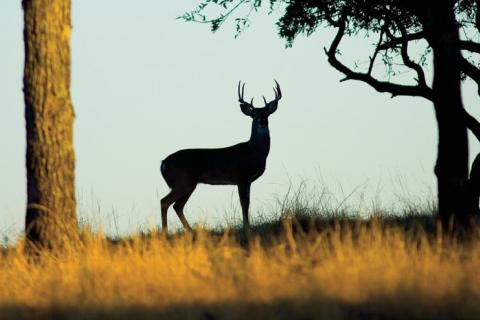 Lone buck on a hill