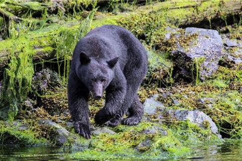 Bear: Copyright Denver Bryan/ Images On The Wildside 2016...