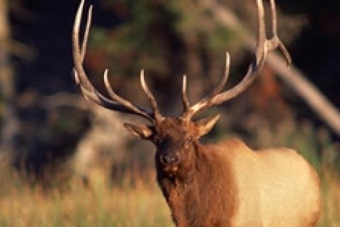 News & Tips: No "Off Season" for Serious Big Game Hunters...