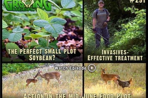 News & Tips: Food Plots: A Better Bean for Bow Hunters (video)...