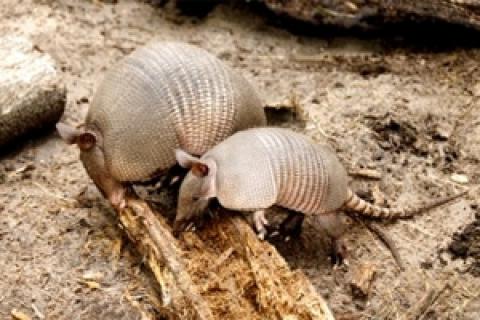 News & Tips: Beware the Armadillo