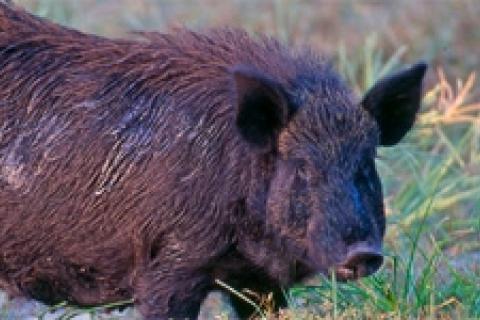 News & Tips: Florida Hog Hunting With Dogs