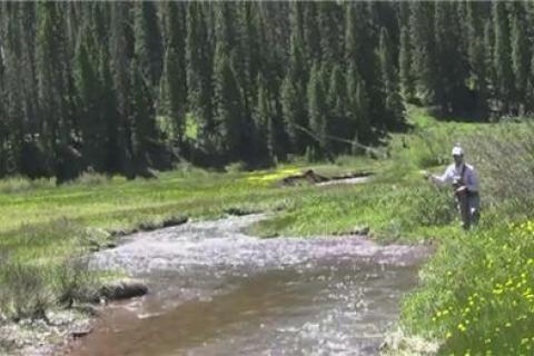 Fly Fisher fishing for trout