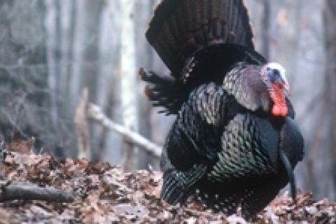 News & Tips: Scouting Strategies for Spring Turkey