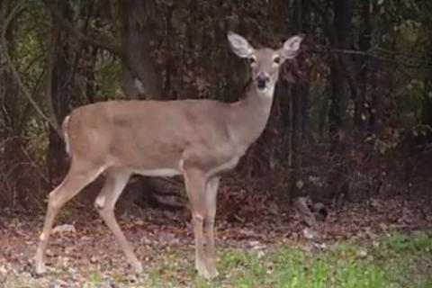 News & Tips: Help Your Deer Herd by Shooting More Does...