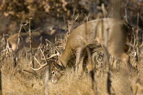 Deer grazing in fall