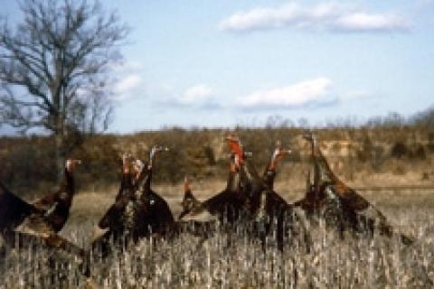 News & Tips: Hunting Tips and Tactics for Fall Turkeys...