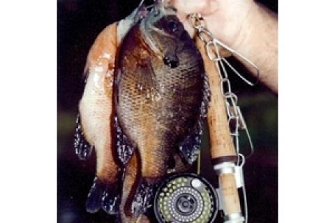 News & Tips: The How, What, When and Where of Fly Fishing for Bluegill...
