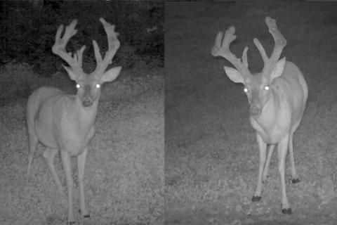 News & Tips: Get Ready to Hunt! Velvet Racks and Improving Timber Tracks (video)...