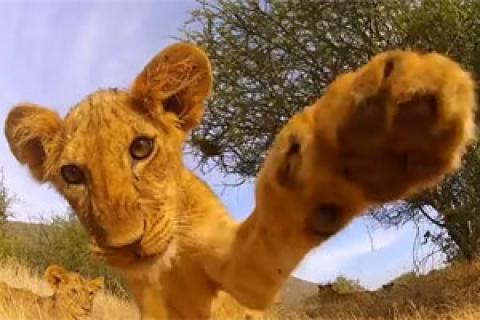 News & Tips: 5 Great Animal Videos Captured by a GoPro Camera...