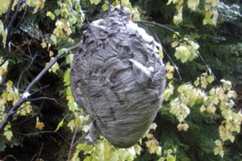 News & Tips: Bagging a Hornets' Nest Souvenir