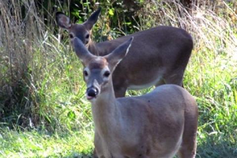 News & Tips: Locating Doe Bedding Areas