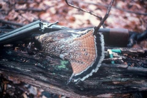 News & Tips: Best Time for Ruffed Grouse Hunting is Now...