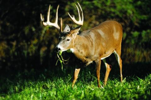 News & Tips: Prepare Food Plots Now to Harvest Bigger Bucks This Season...