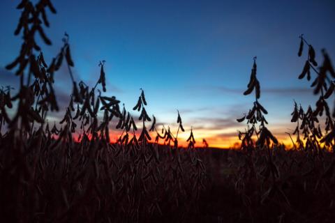 Passing on younger bucks and providing the right food sources can lead to more mature animals on your property. ...