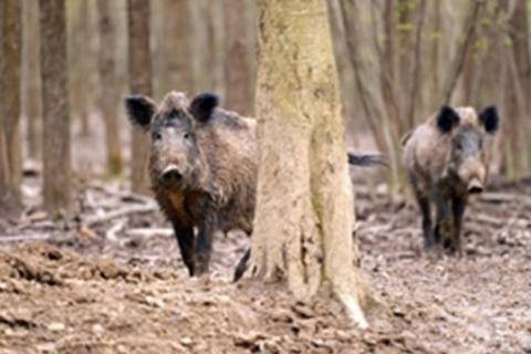 News & Tips: Beginner to Intermediate Level Hog Hunting...