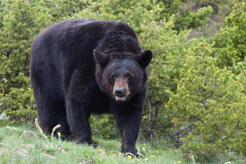 Black bear, copywrite denver bryan images on the wildside