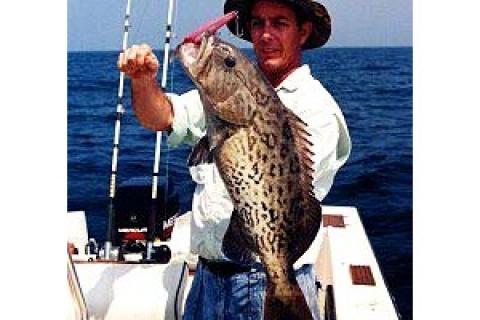 News & Tips: Crankin' Up Grouper