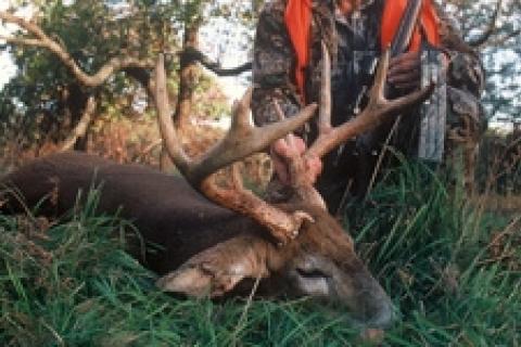 News & Tips: Get Ready for Deer Season