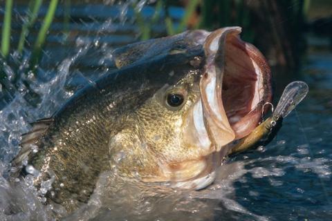 Bass jumping out of water