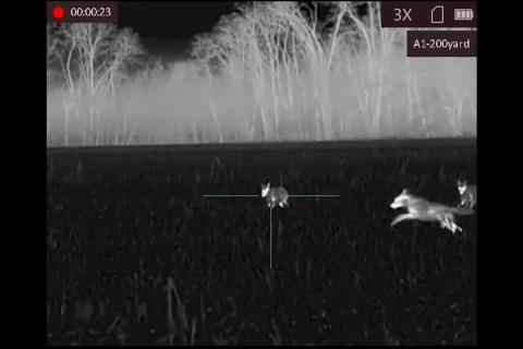 Coyote hunting with thermal optics