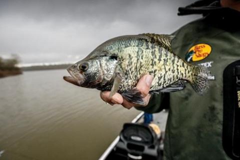 News & Tips: 5 Great Crappie Fishing Destinations in the United States (video)...