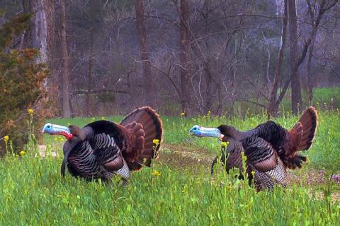 News & Tips: The Advantages to Using Modern Turkey Decoys (video)...