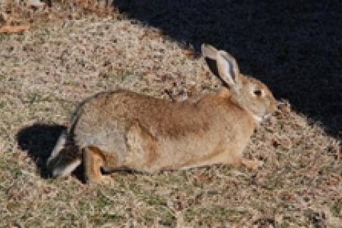 Rabbit walking 