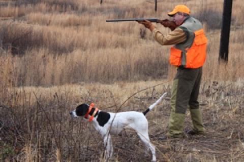 News & Tips: Georgia Quail Hunt at Spring Bank Plantation...