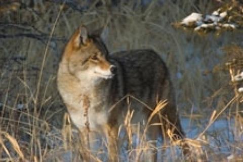 News & Tips: How to Hunt the Coy Coyote