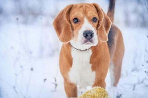 News & Tips: Hypothermia in Dogs: Recognizing the Signs and Taking Action...