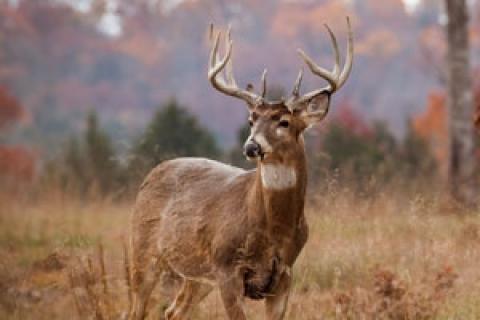 News & Tips: 6 Secrets to Steering Deer to Your Stand...