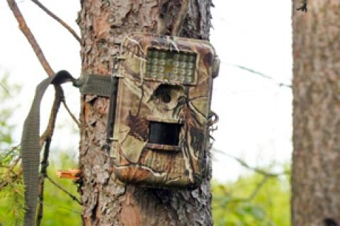 News & Tips: Game Cameras are Not Just for Hunters
