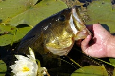 Largemouth bass