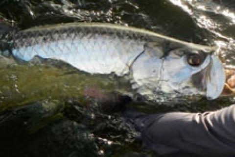 News & Tips: Travel Blog: Tips For Light Tackle Tarpon Travel...