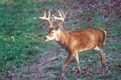 News & Tips: Find Soft Mast for Late Season Bucks