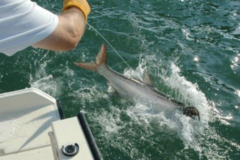 News & Tips: Tips for Your First Florida Tarpon