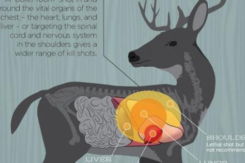 News & Tips: Where to Target Your Deer Shot (infographic)...