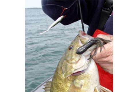 News & Tips: Use a Tube Jig on a Drop Shot Rig for Late Fall Fishing...