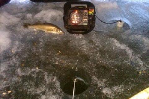 Iced Walleye by Iced Walleye