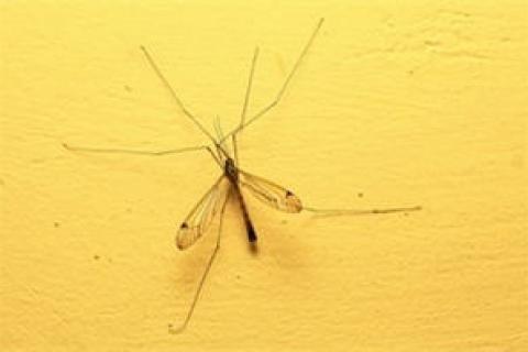 News & Tips: How to Protect Yourself from West Nile Virus (video)...