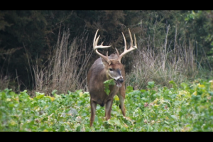 1Source Video: Deer Hunting Phase 10 Tips: Drury Outdoors