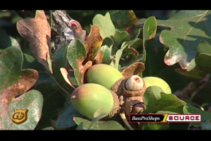 1Source Video: Acorn Trees for Wild Turkey - How to Improve Their Yield