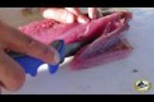 1Source Video: Filleting Blackfin Tuna with Peter Miller