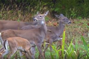 News & Tips: Tips for Deer Management, Shooting Accurately & Food Plots (video)...